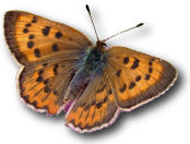 Art Shapiro's Butterfly Site | Monitoring butterfly populations across central California for more than 45 years…