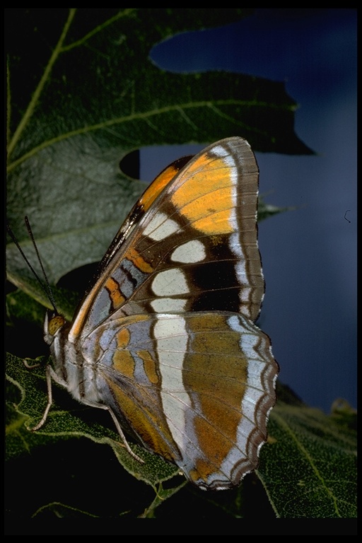 Adelpha bredowii californica