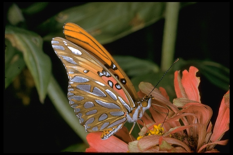 Agraulis vanillae