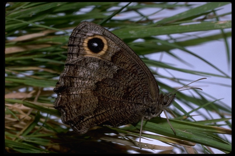 Cercyonis pegala boopis