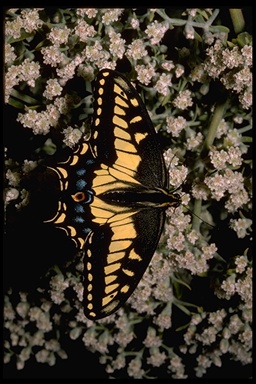 Papilio zelicaon