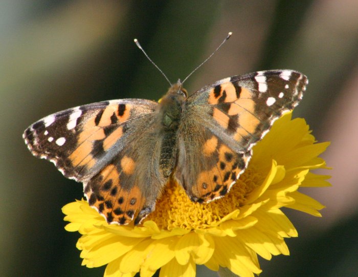Vanessa cardui