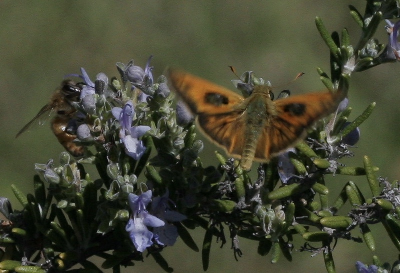 Atalopedes campestris, photo by John Lane