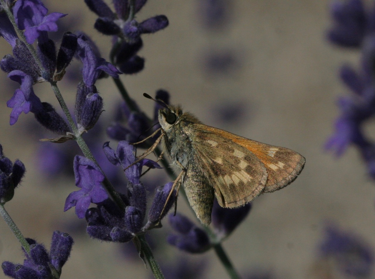 Atalopedes campestris, photo by John Lane