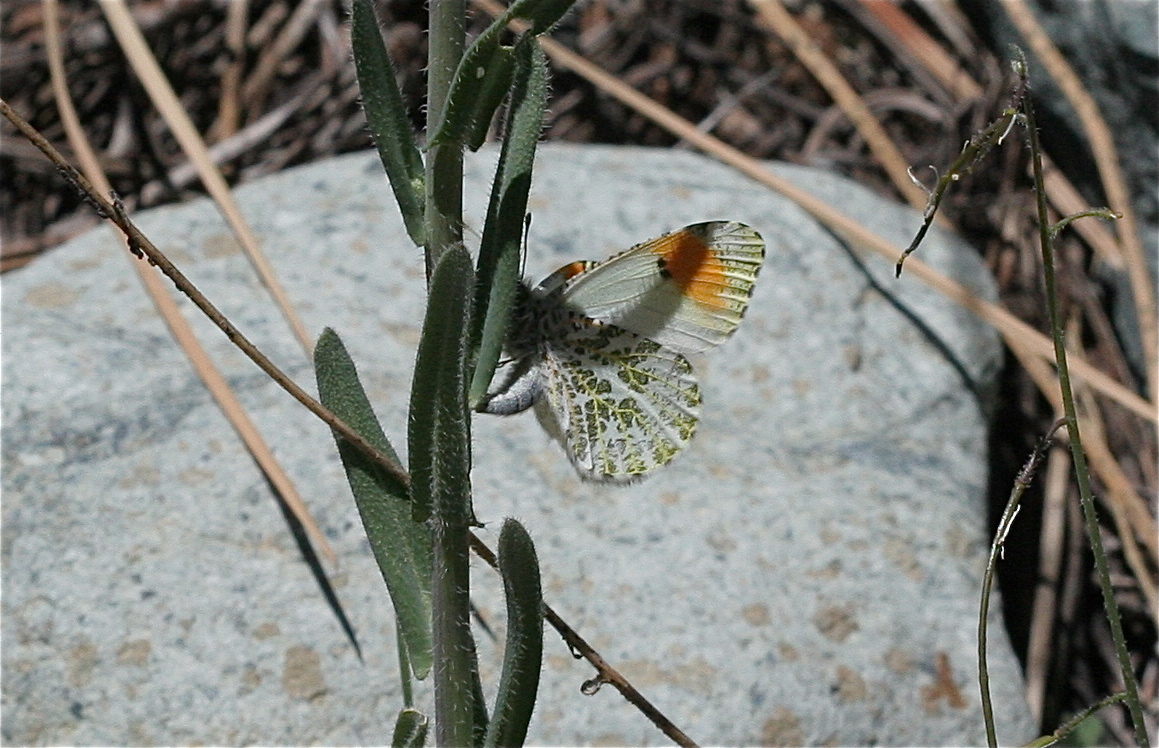 Anthocharis stella, photo by John Lane