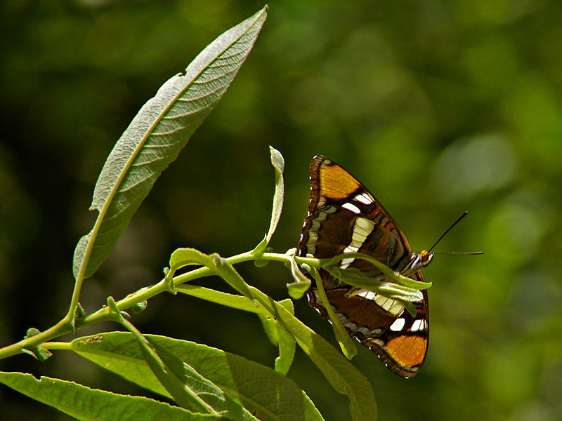 Adelpha bredowii californica