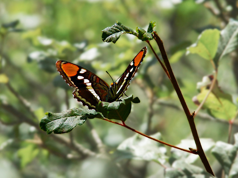 Adelpha bredowii californica