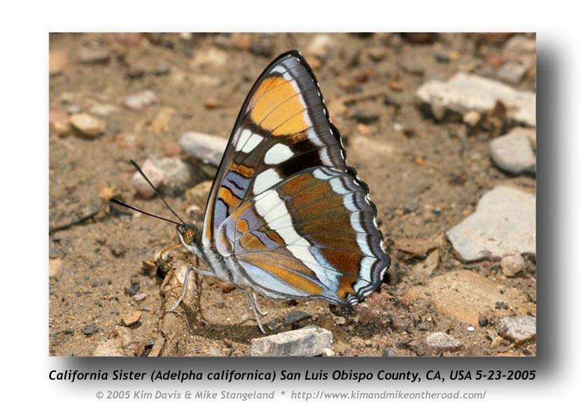 Adelpha bredowii californica