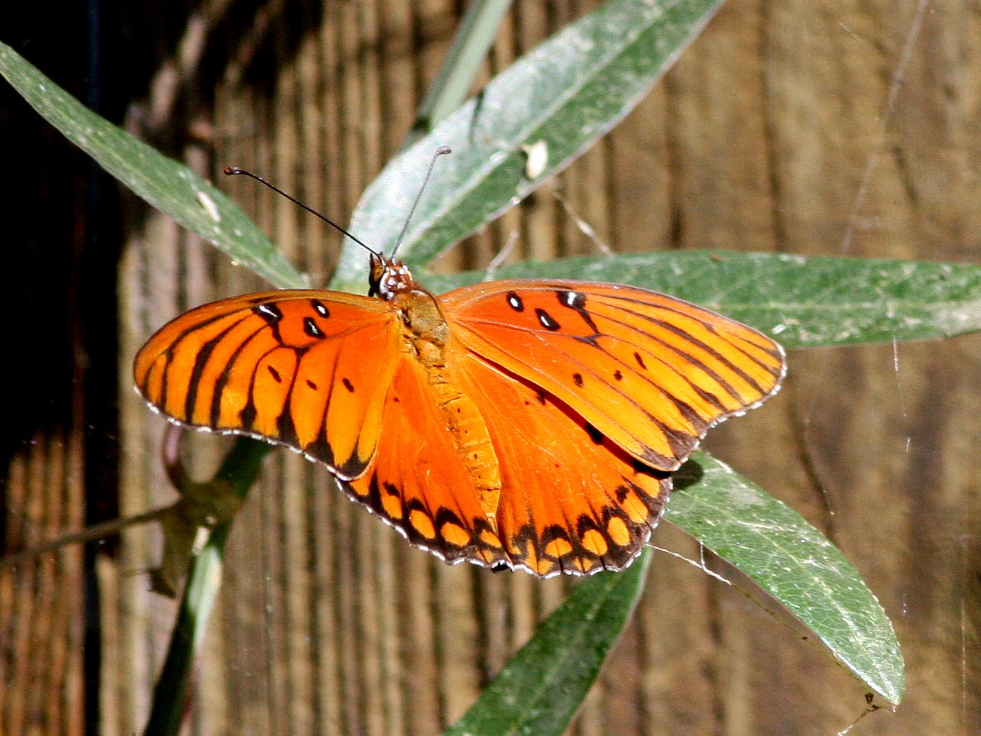 Agraulis vanillae