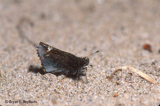 Amblyscirtes vialis
