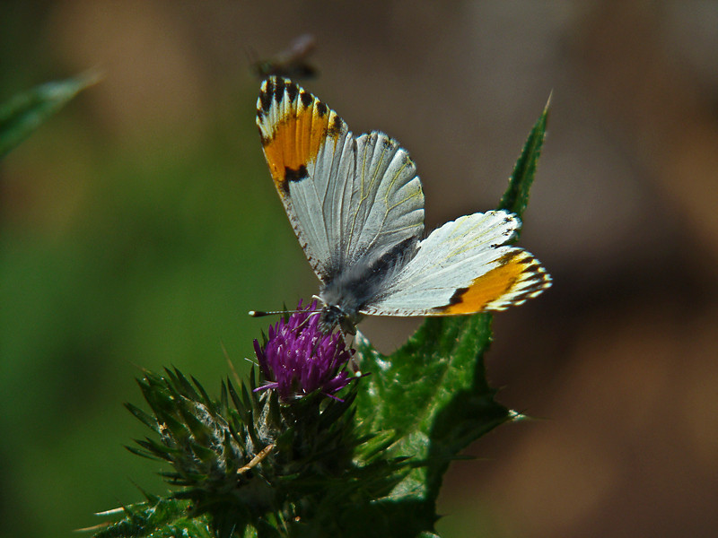 Anthocharis sara sara