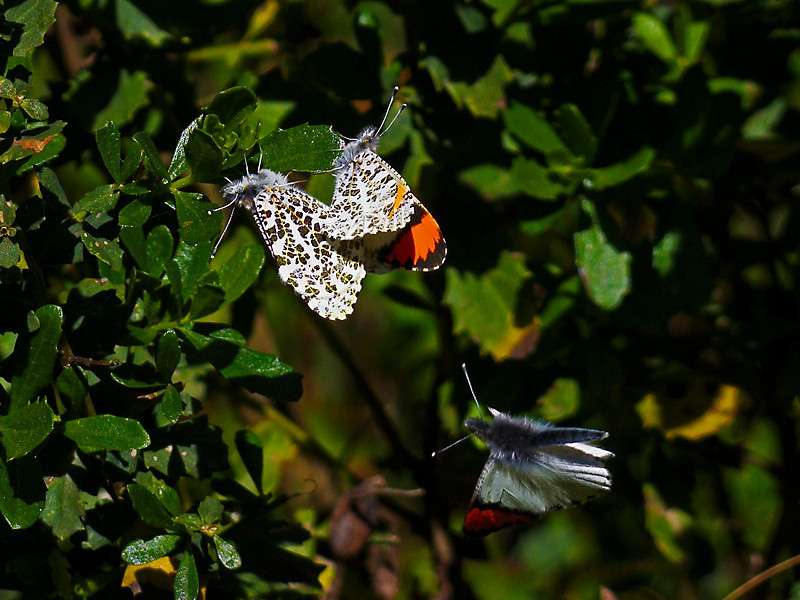Anthocharis sara sara