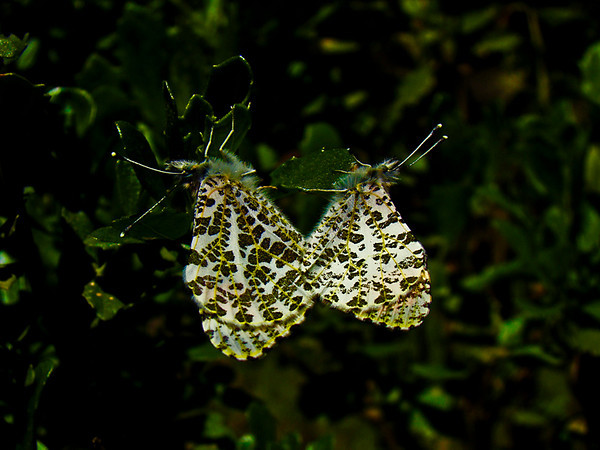 Anthocharis sara sara
