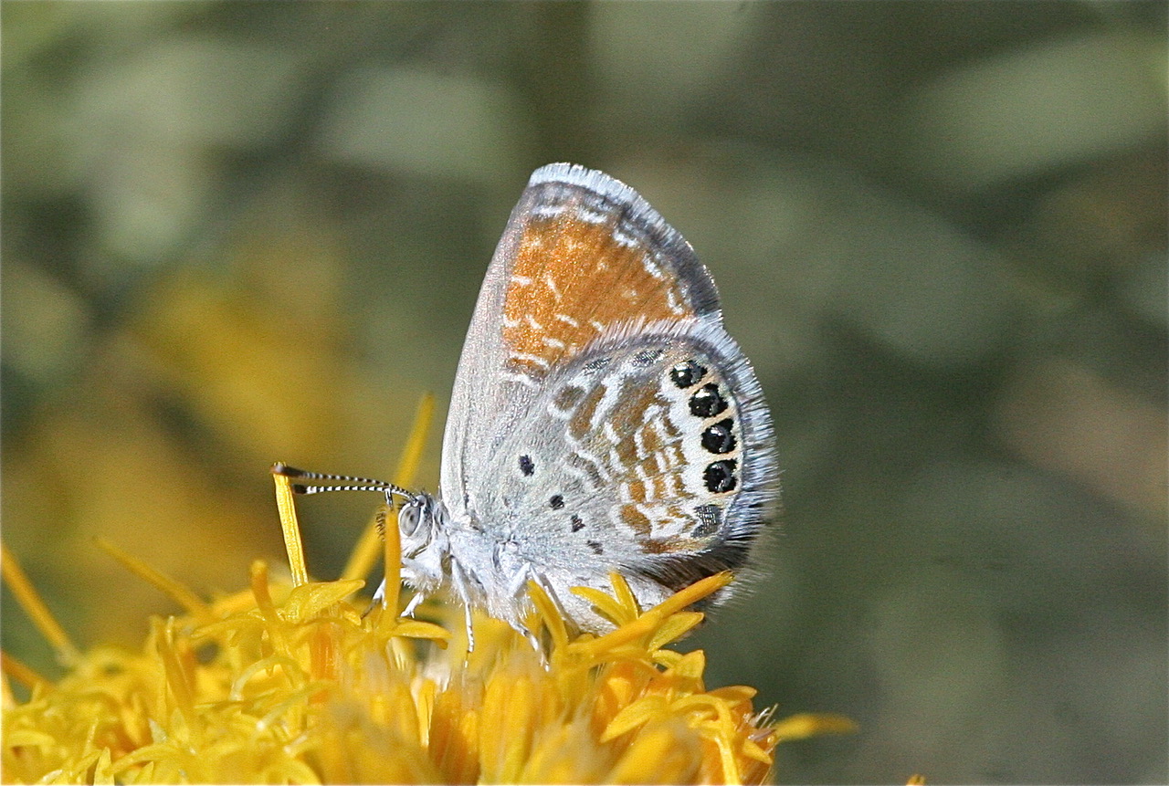 Brephidium exilis -- photo by John Lane