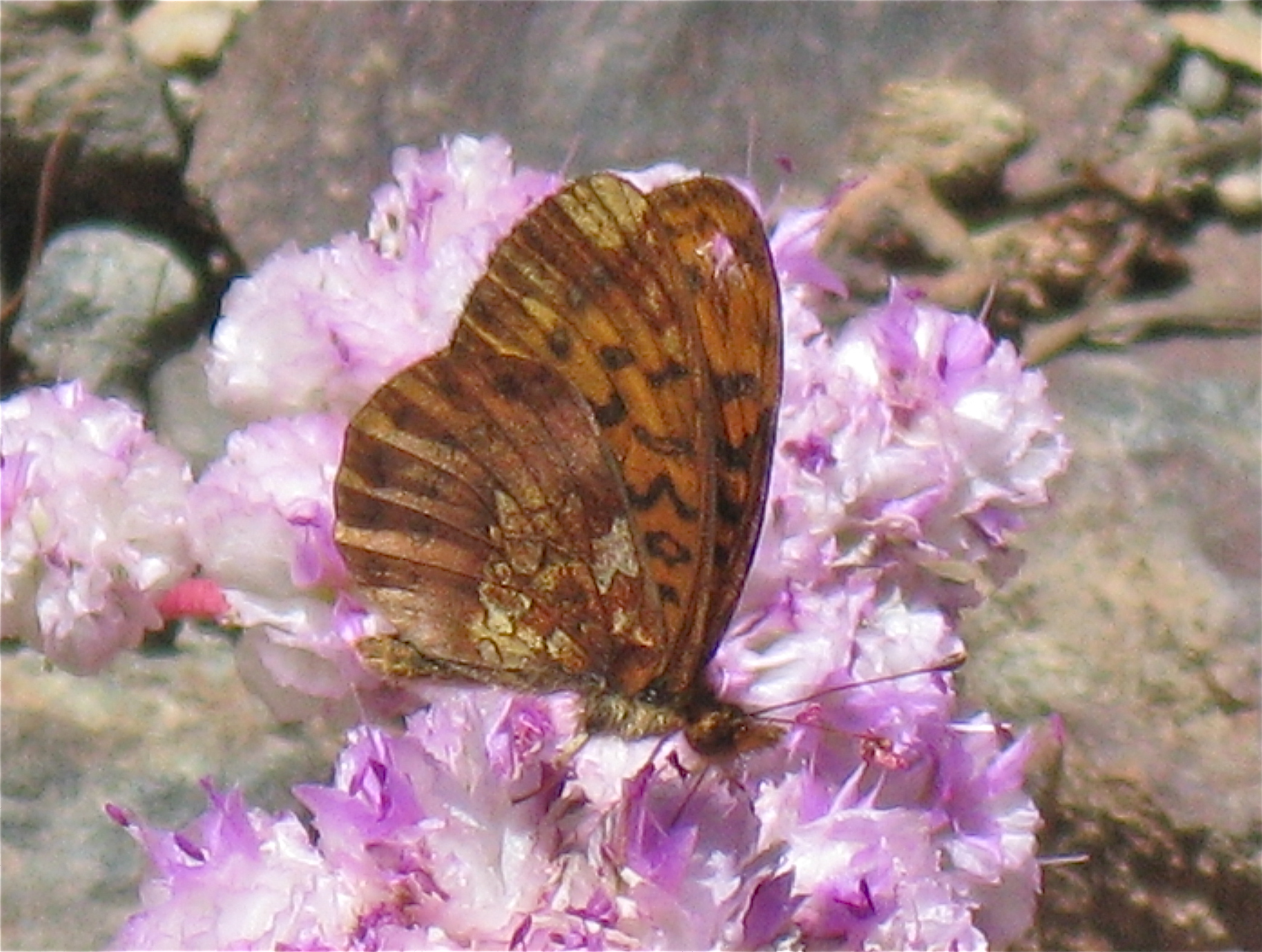 Boloria epithore