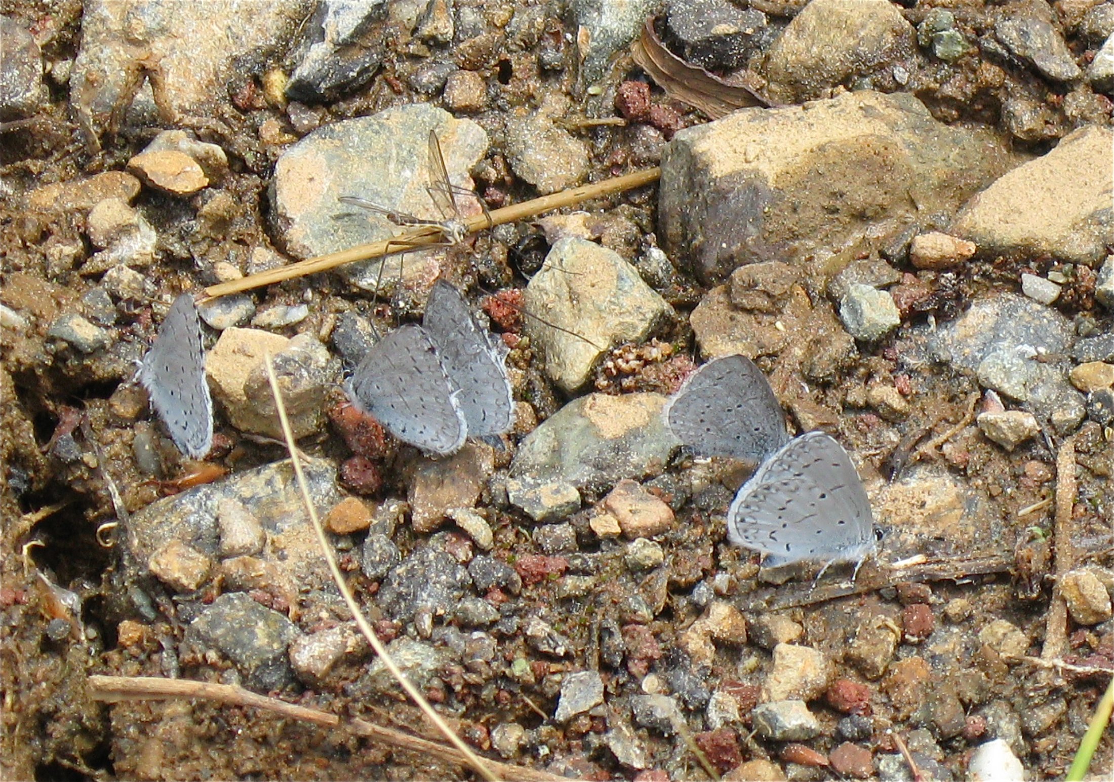 Celastrina ladon echo