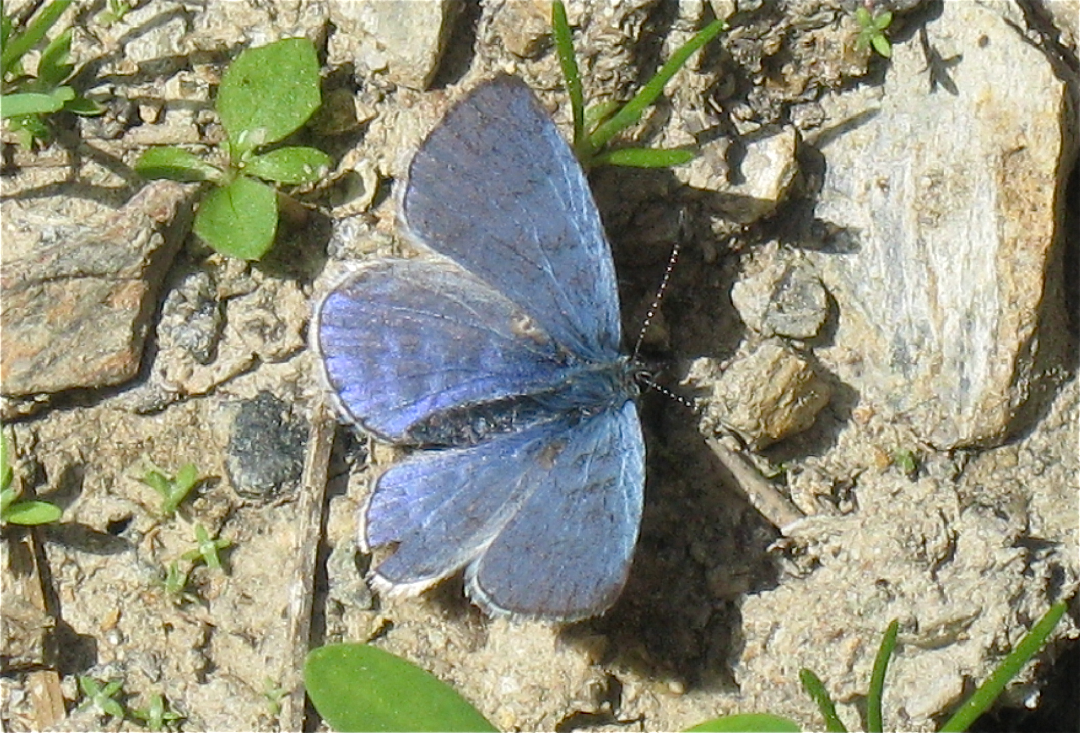 Celastrina ladon echo