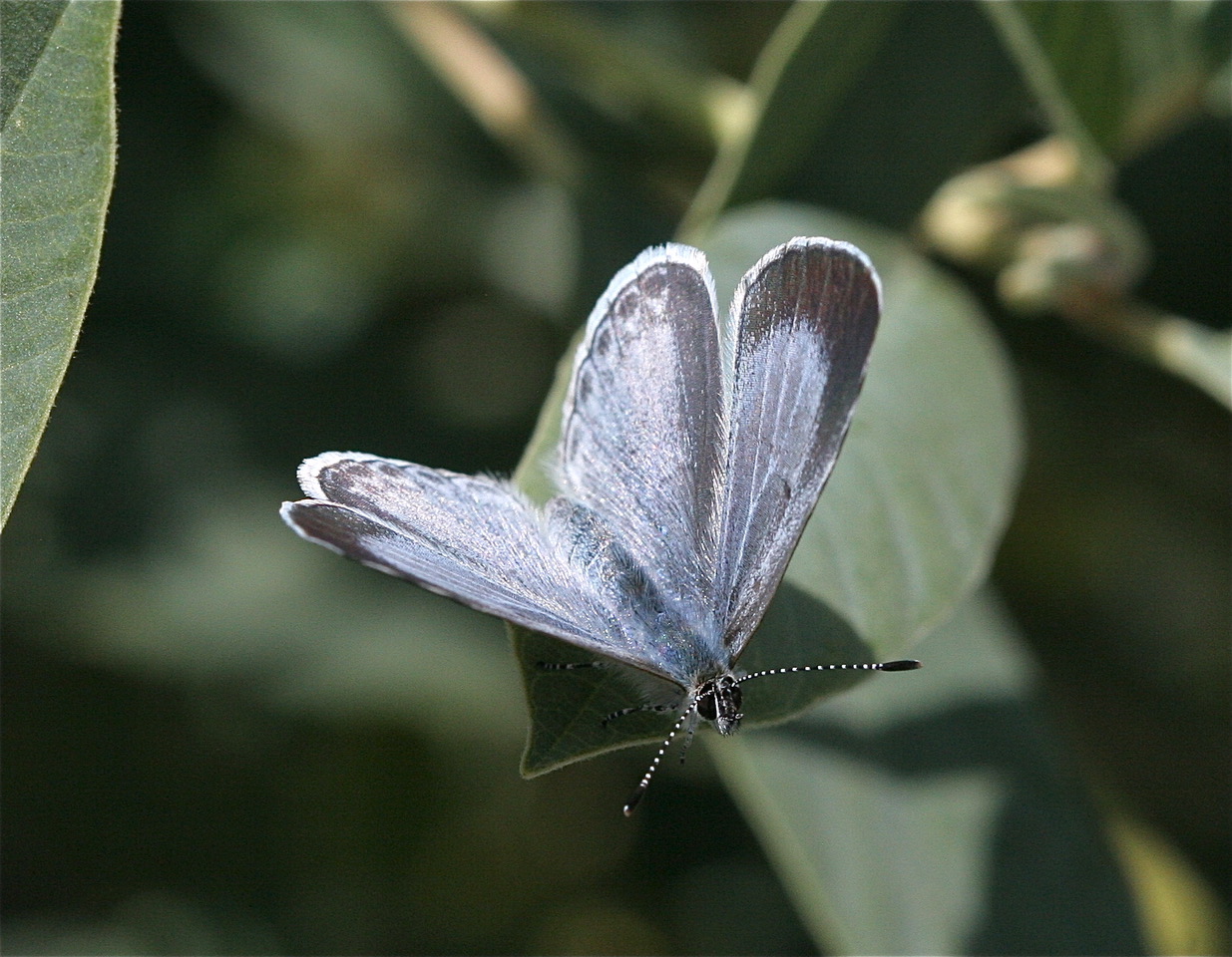 Celastrina ladon echo, photo by John Lane