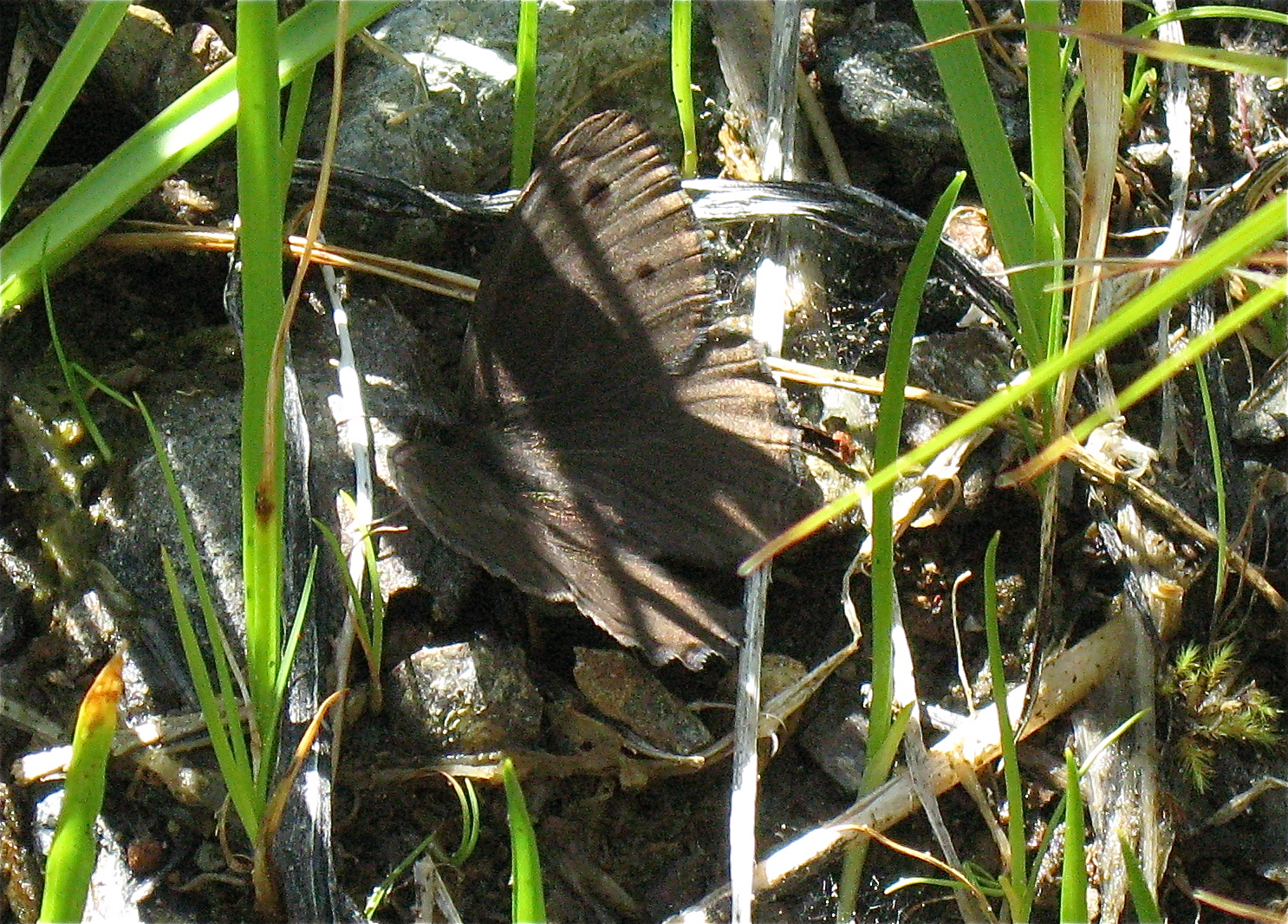 Cercyonis sthenele silvestris
