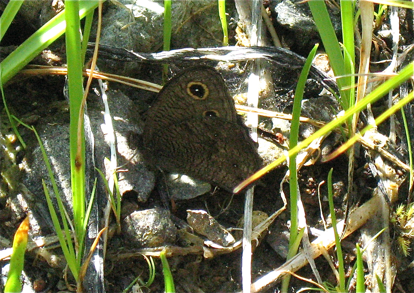 Cercyonis sthenele silvestris