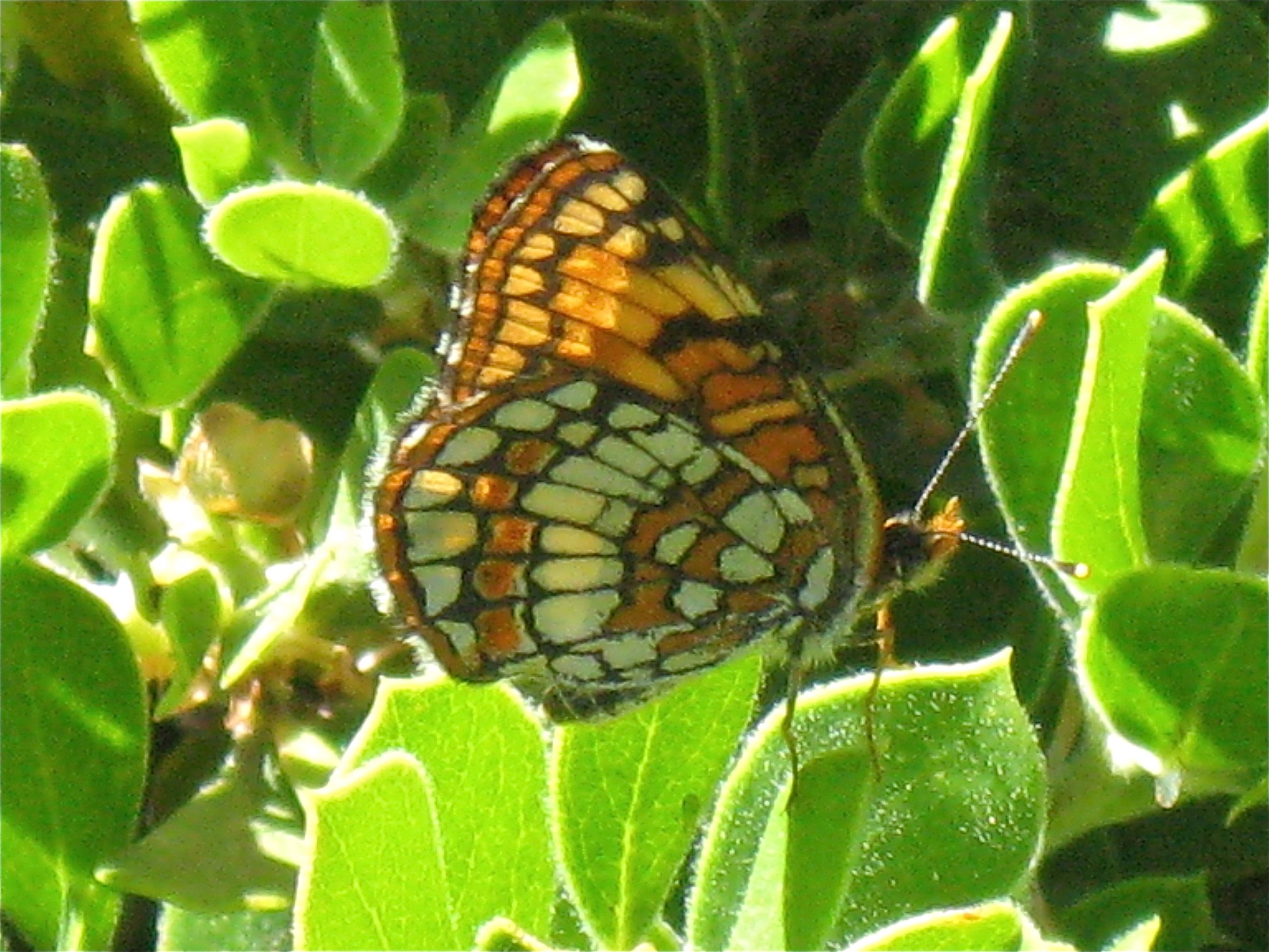 Chlosyne hoffmannii