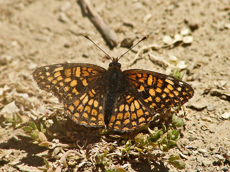 Chlosyne palla
