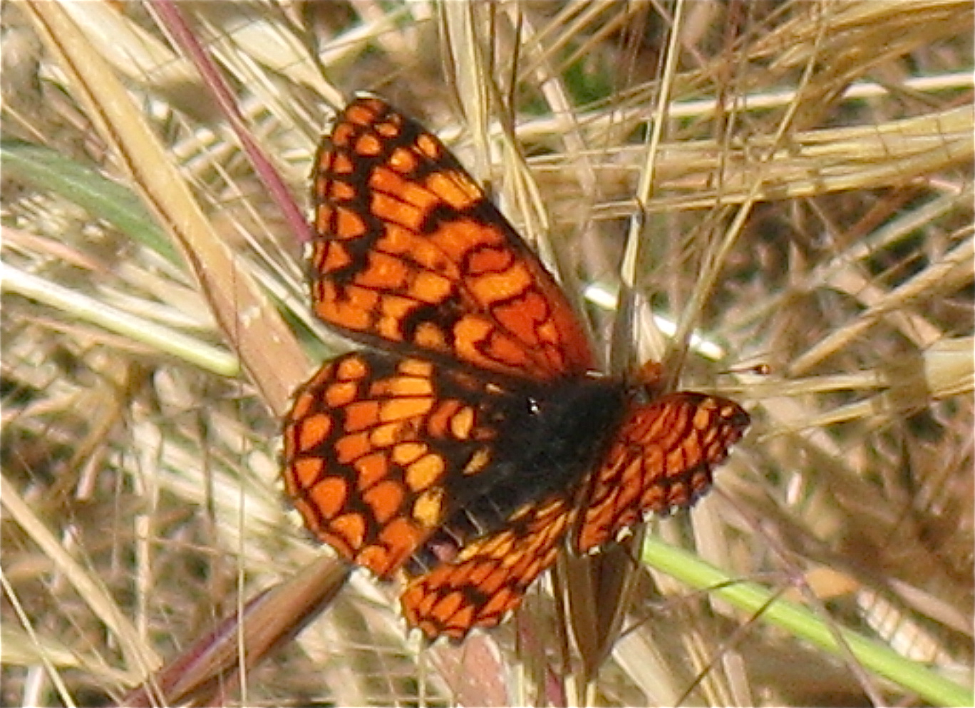 Chlosyne palla