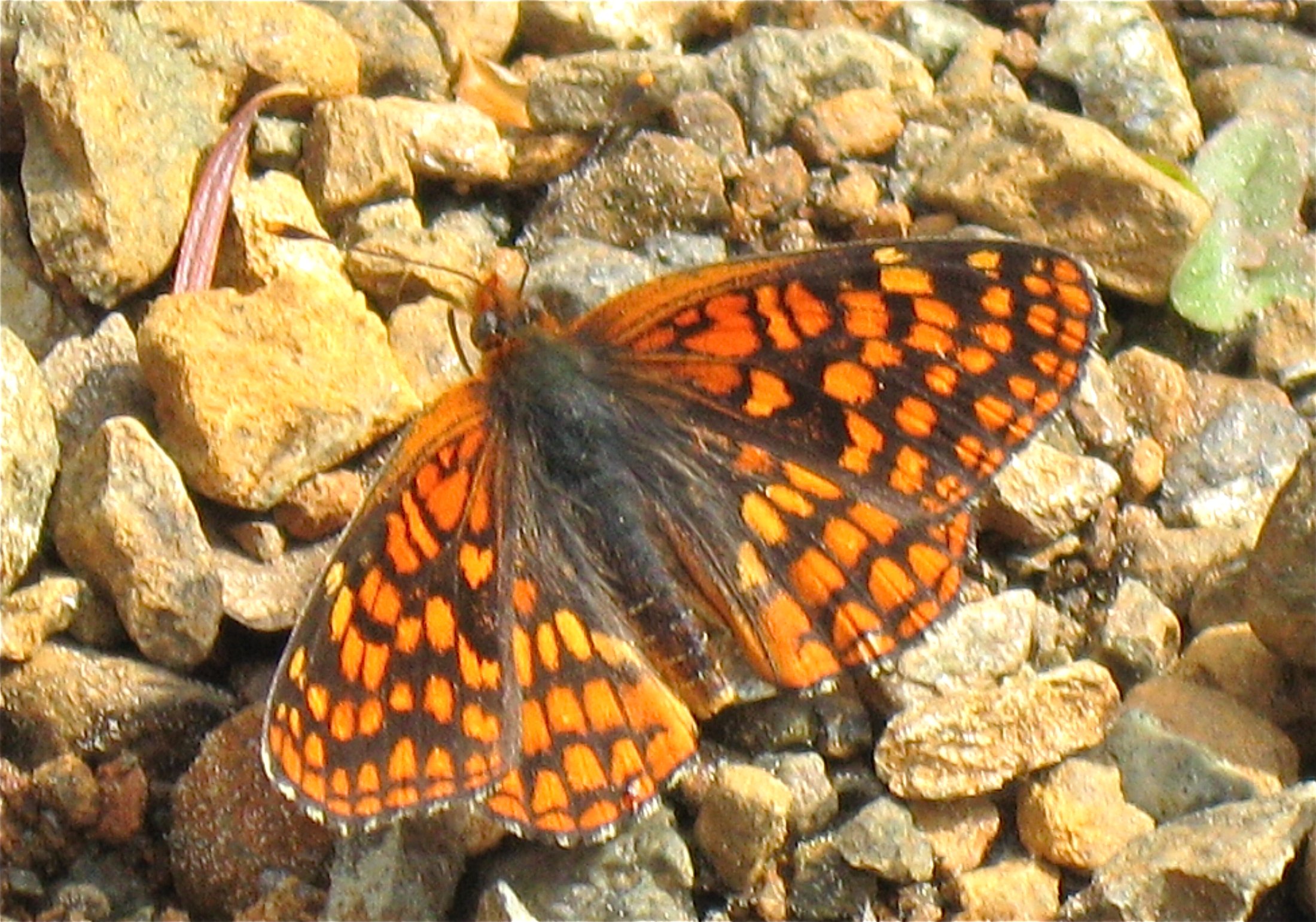 Chlosyne palla 