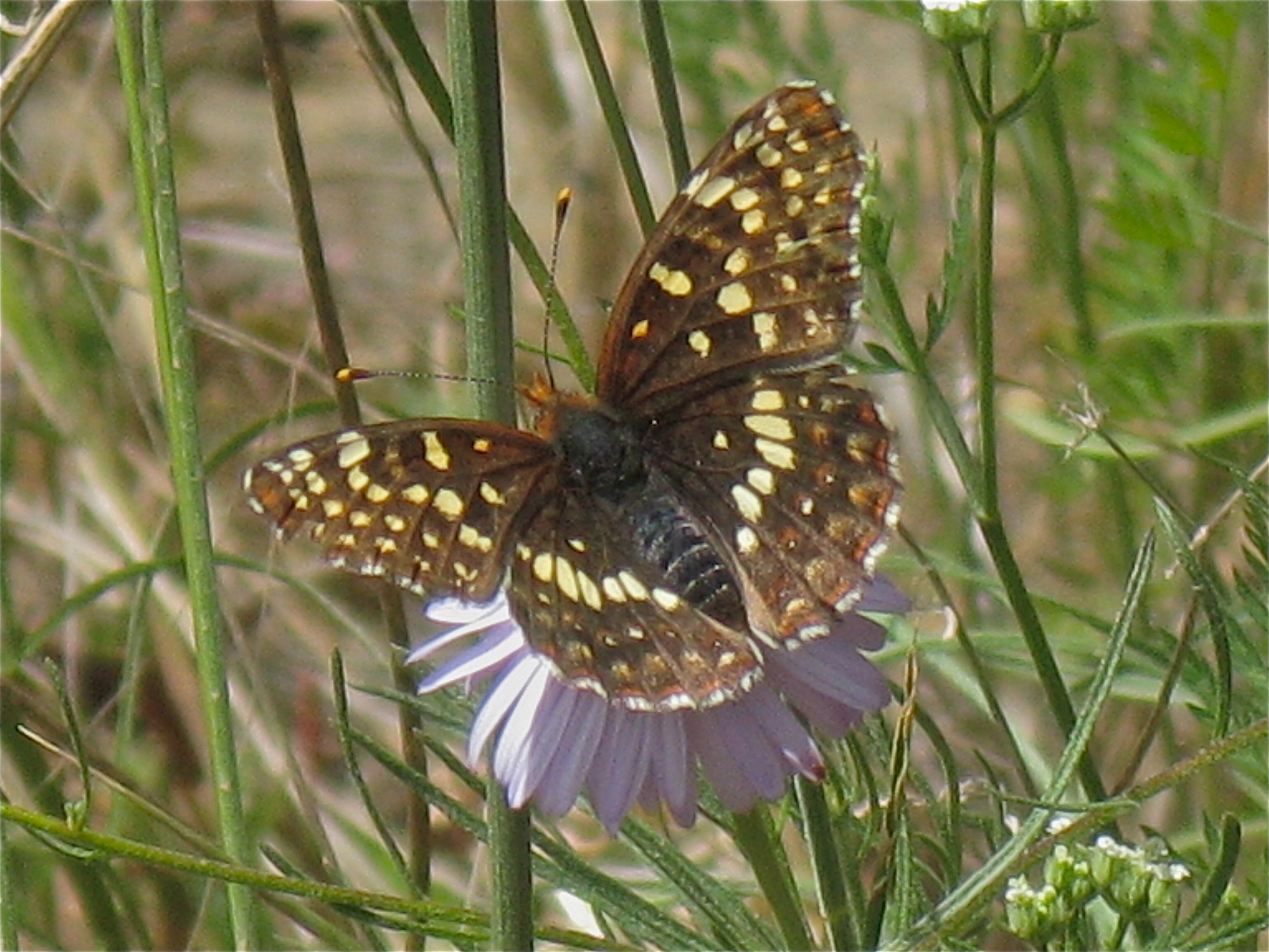Chlosyne palla 