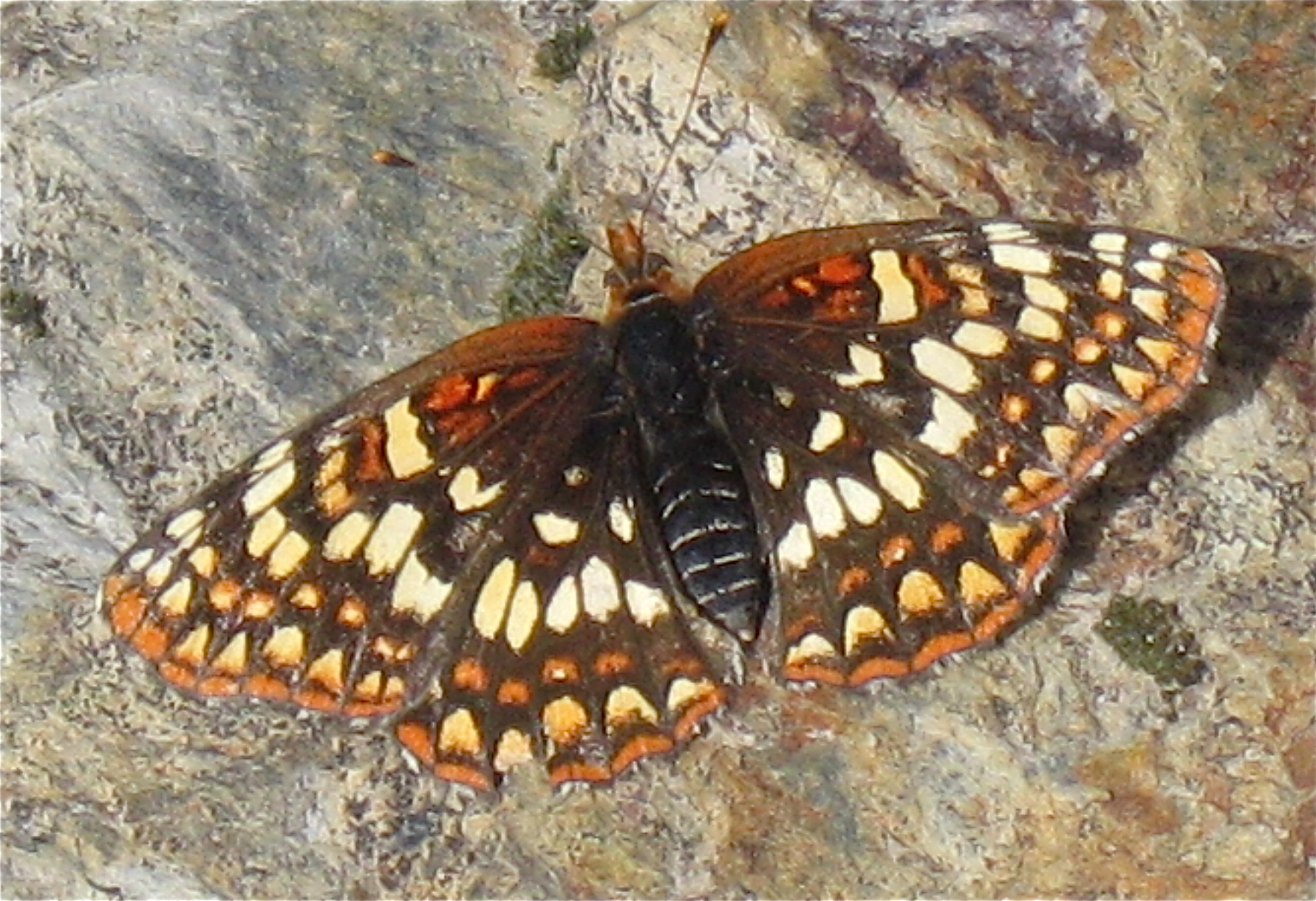 Chlosyne palla 