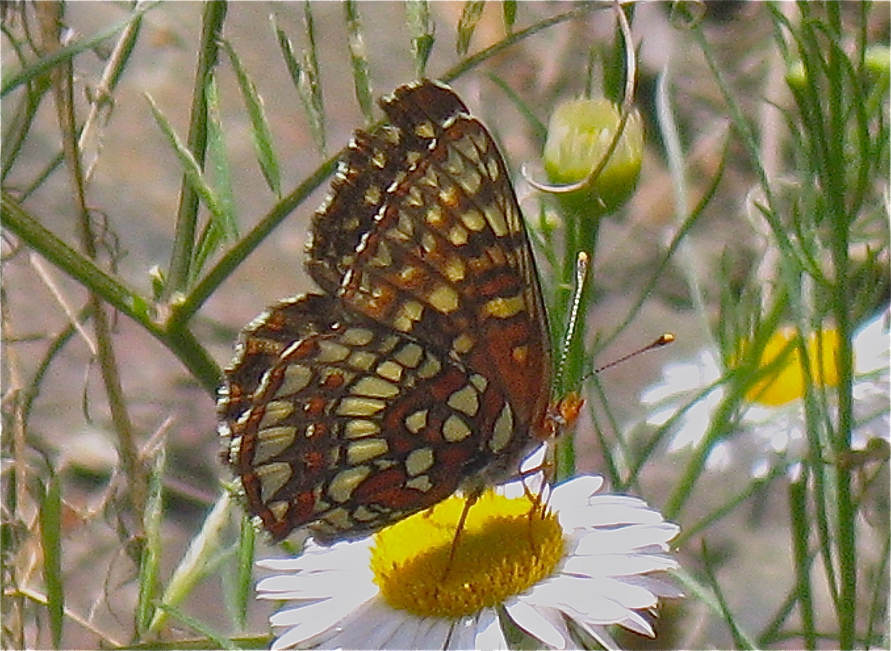 Chlosyne palla 