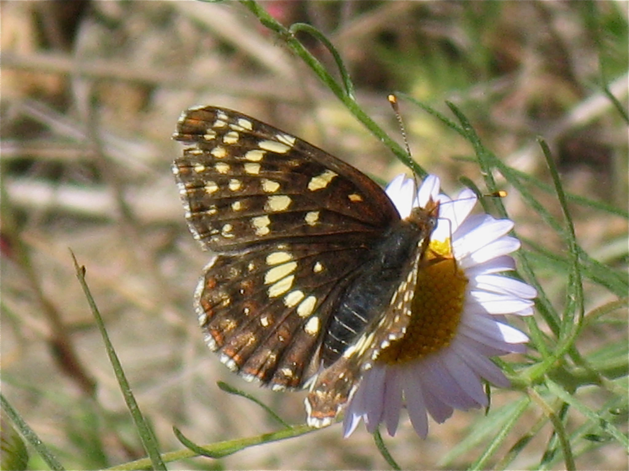 Chlosyne palla