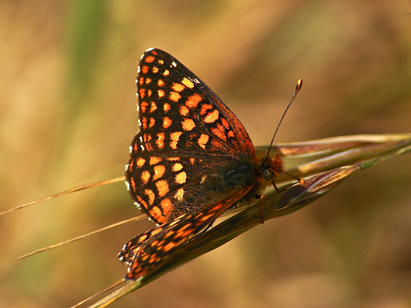 Chlosyne palla sterope