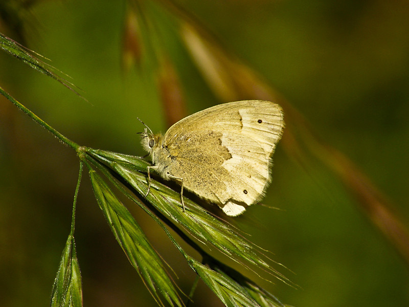 Coenonympha tullia california