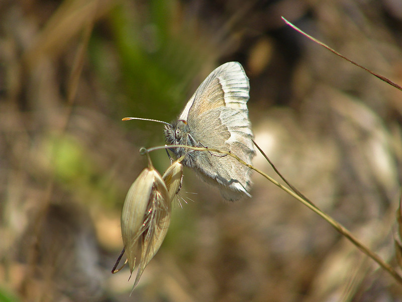 Coenonympha tullia california
