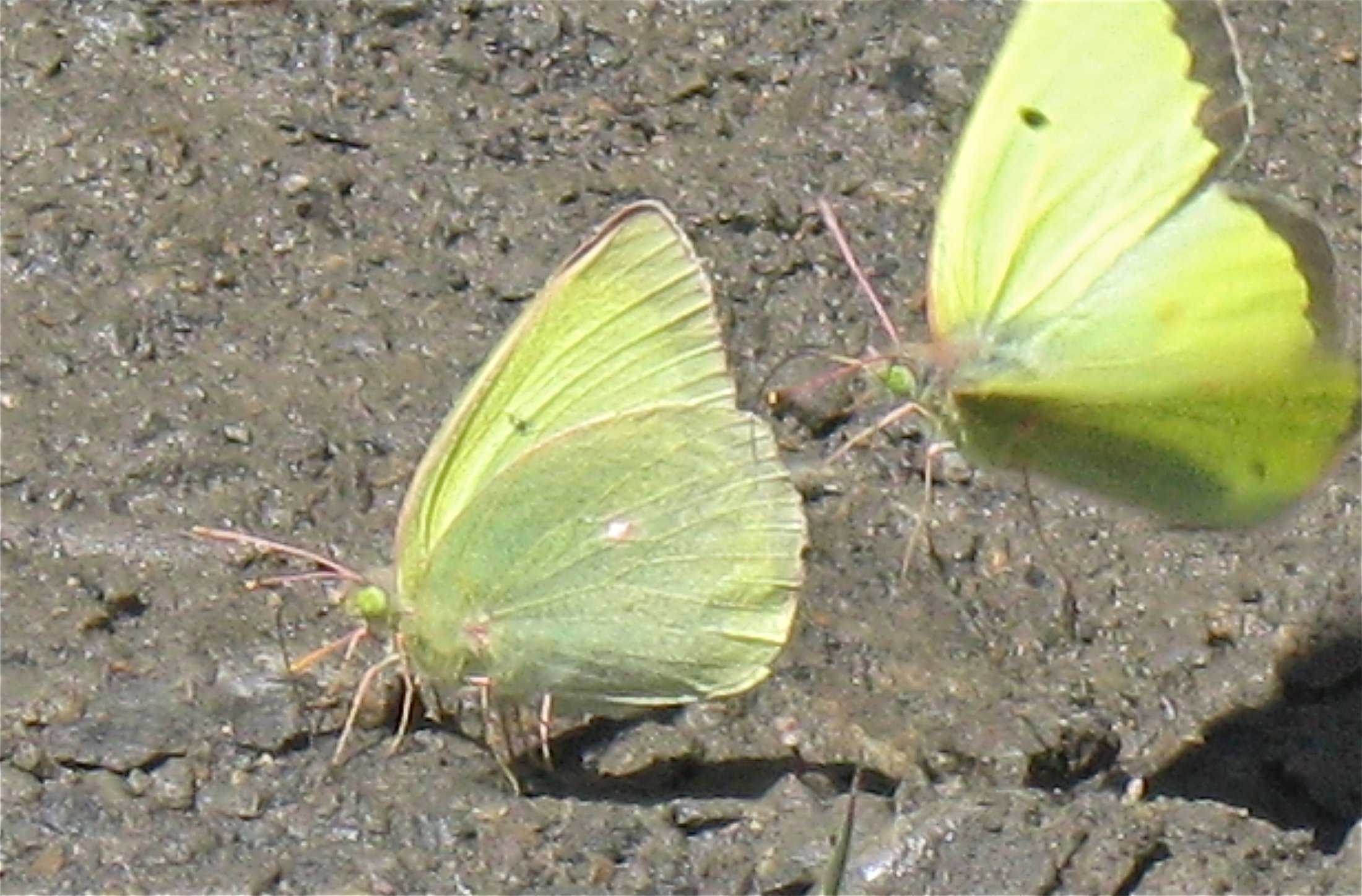 Colias alexandra