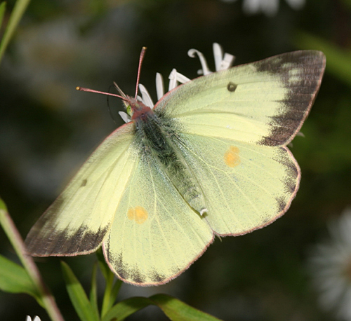 Colias philodice (eriphyle)