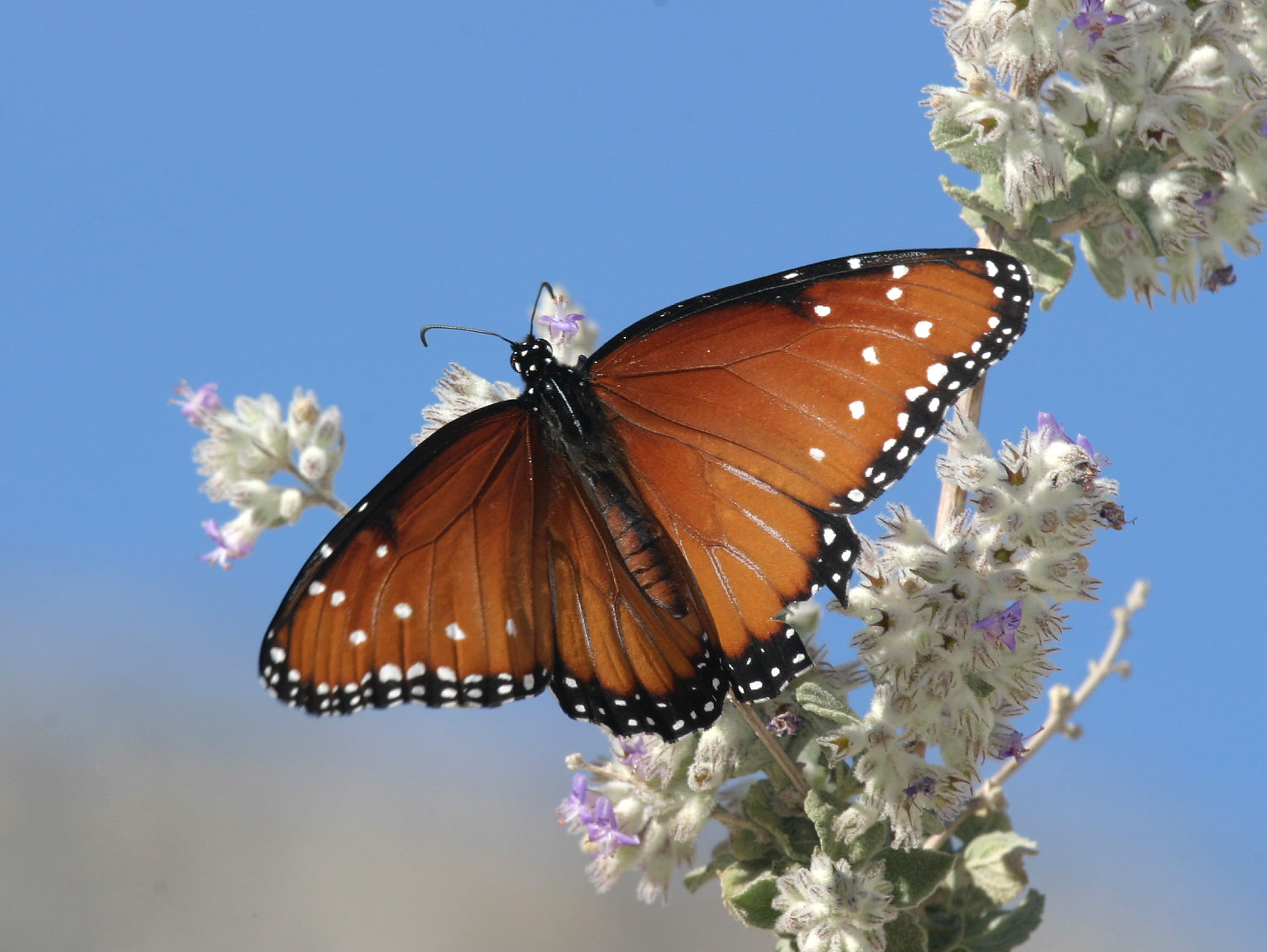 Danaus gilippus