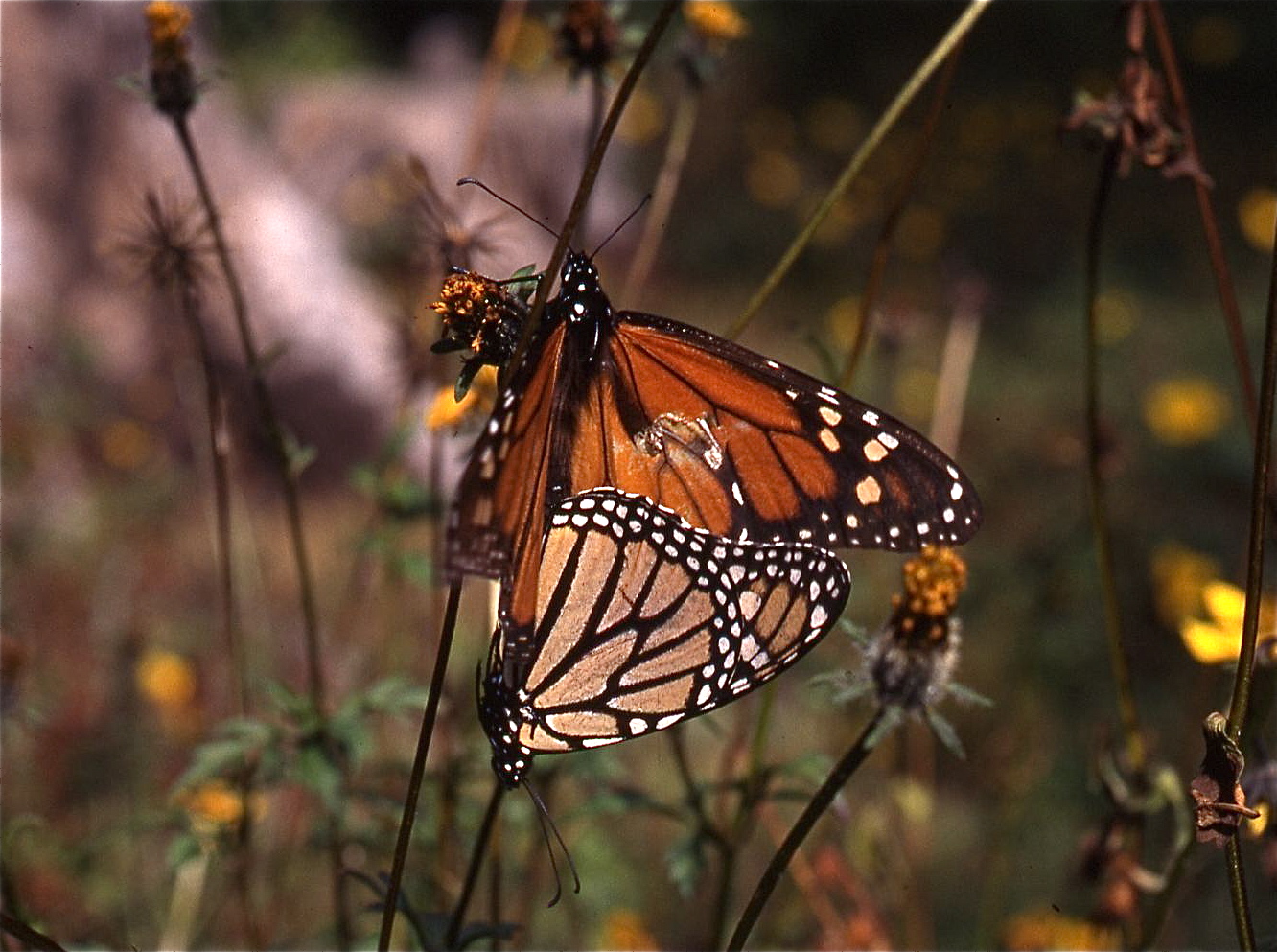 Danaus plexippus