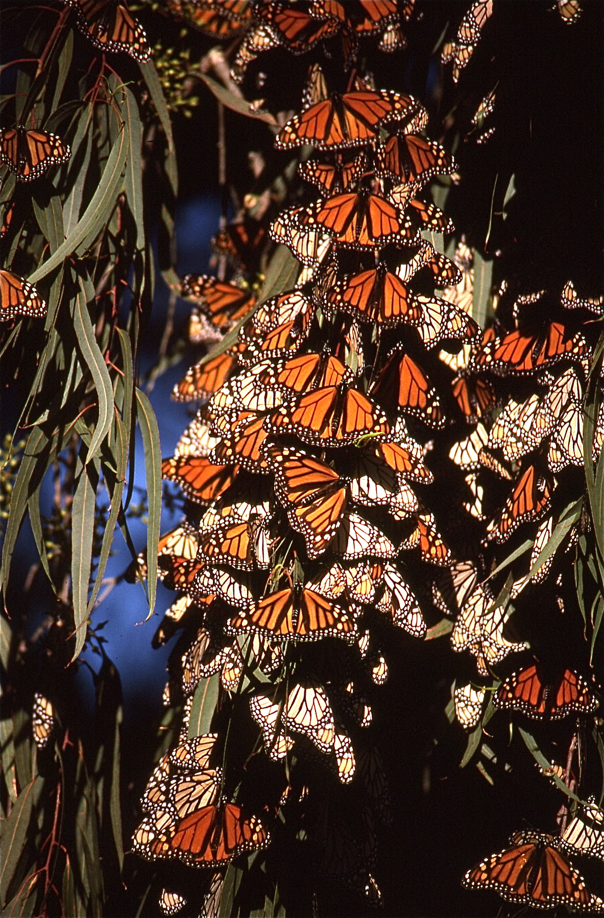 Danaus plexippus