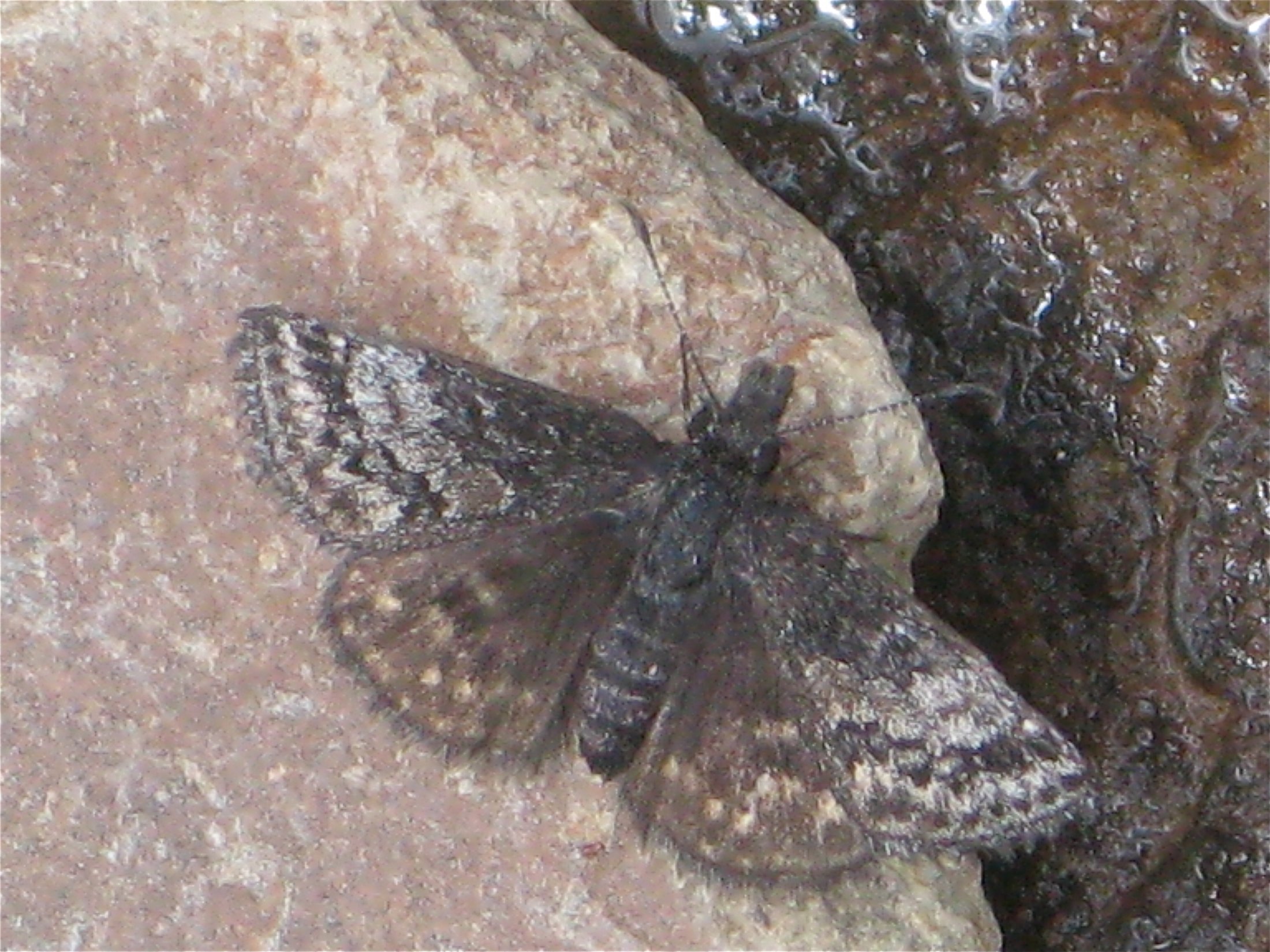 Erynnis icelus