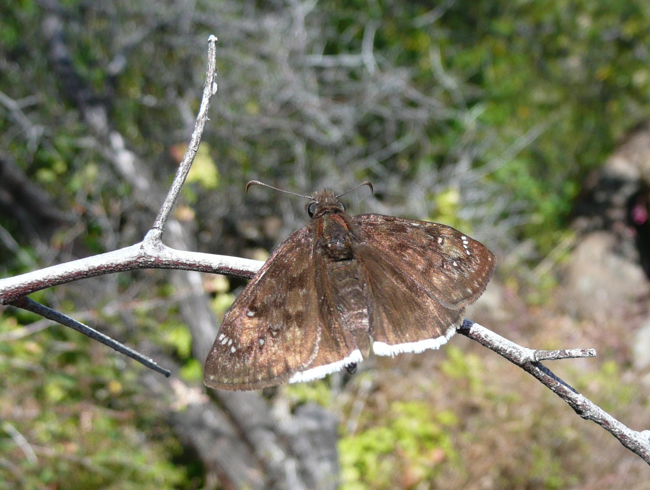 Erynnis tristis
