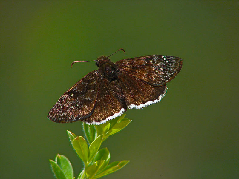 Erynnis tristis