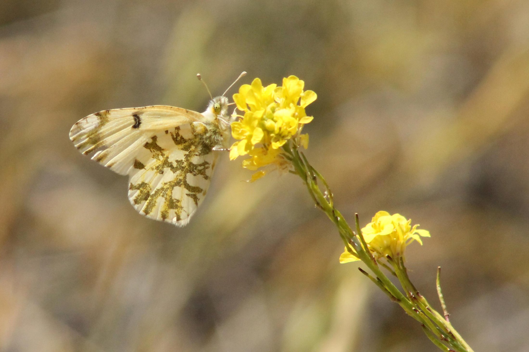 Euchloe ausonides