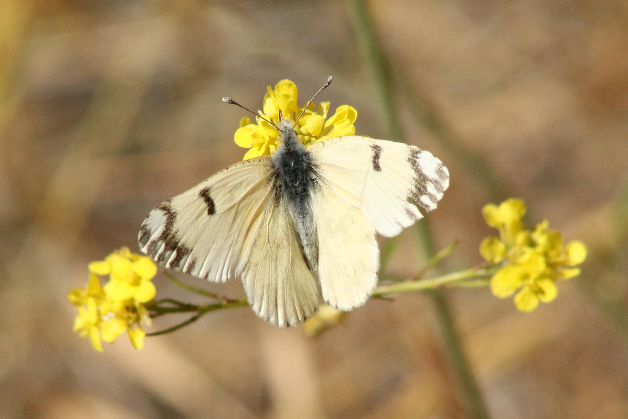 Euchloe ausonides
