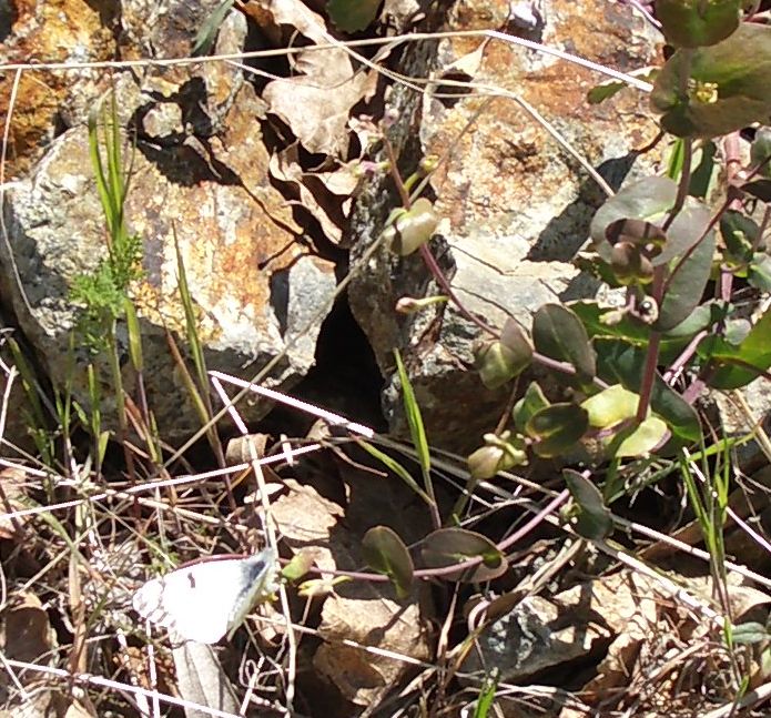 Euchloe hyantis "foothill"