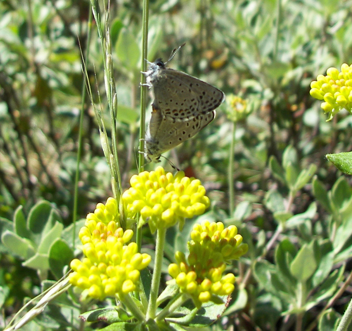 Euphilotes battoides