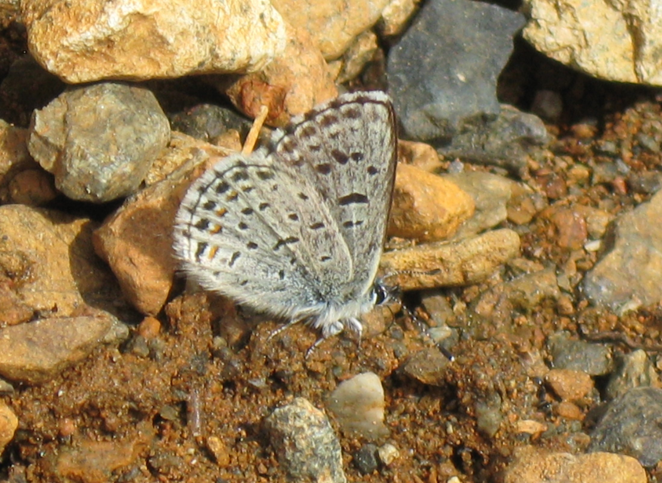 Euphilotes enoptes