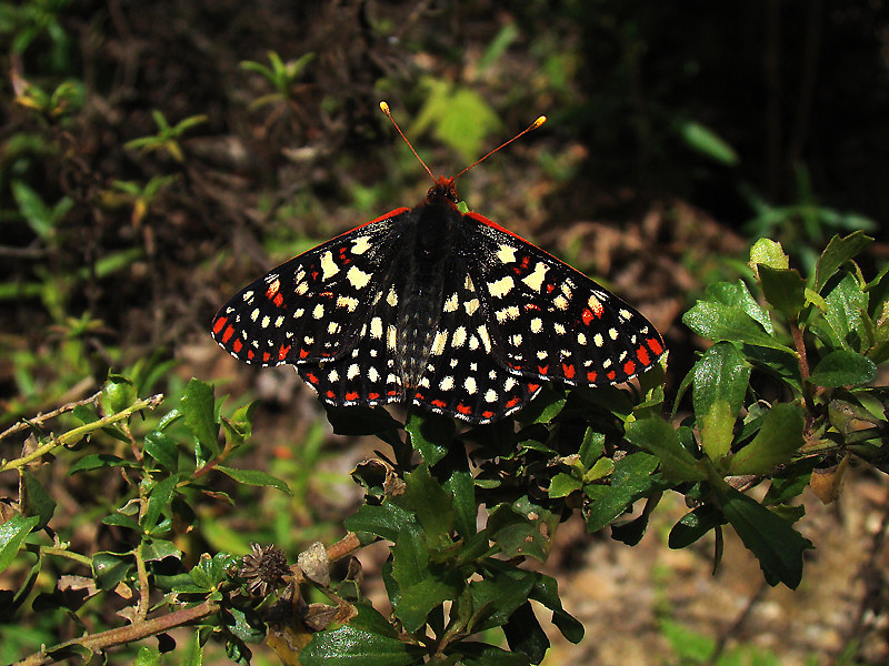 Euphydryas chalcedona