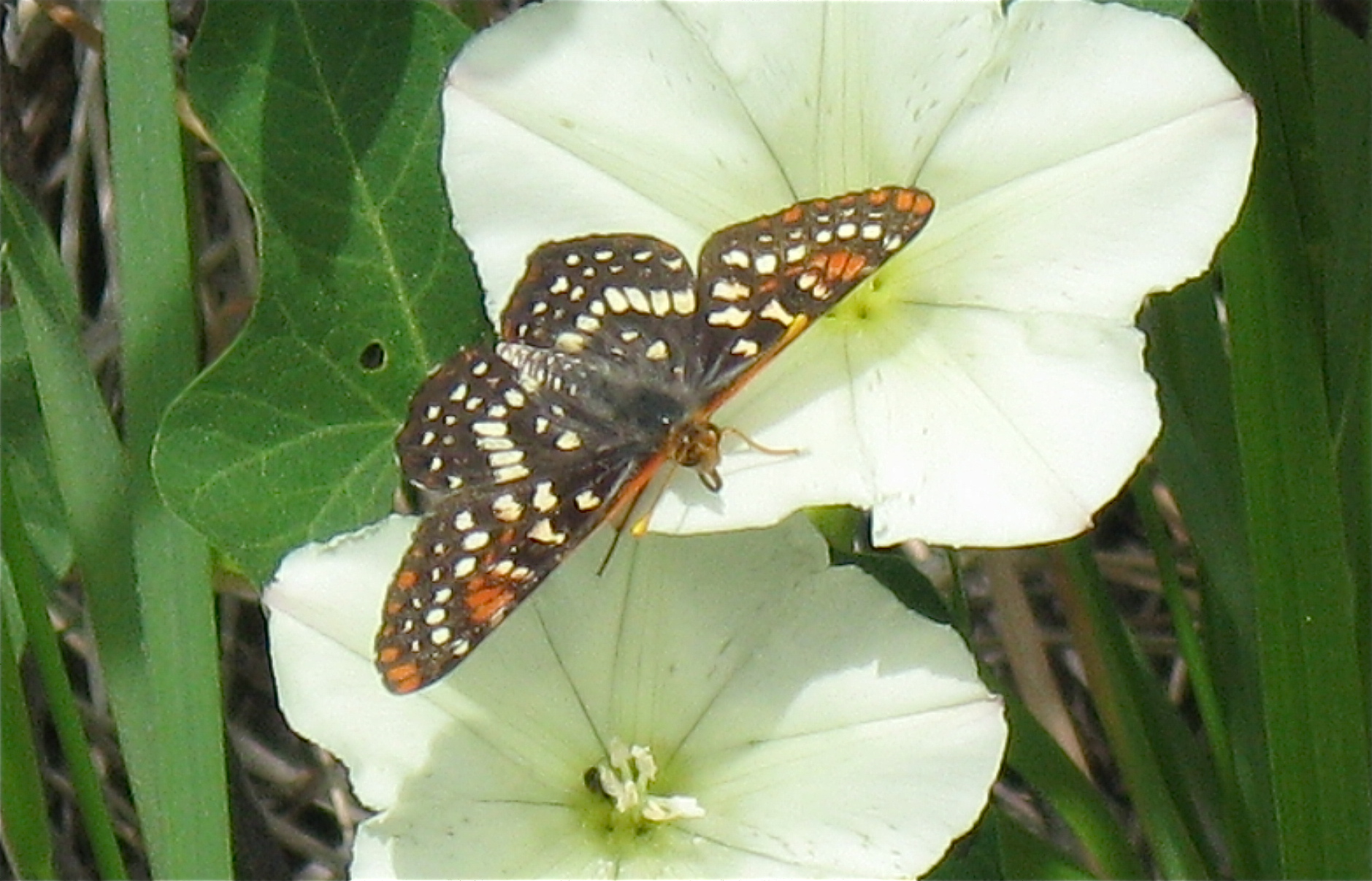 Euphydryas chalcedona